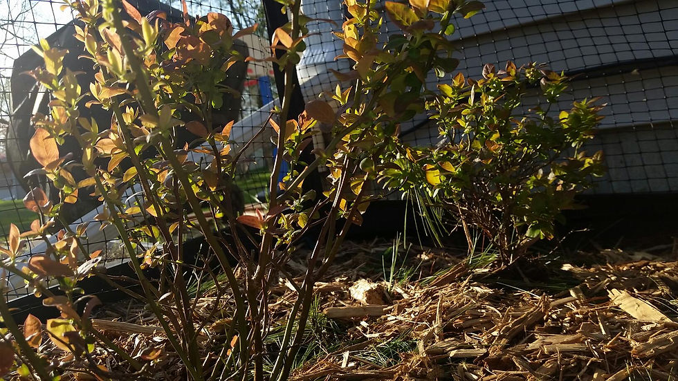 blueberry bushes