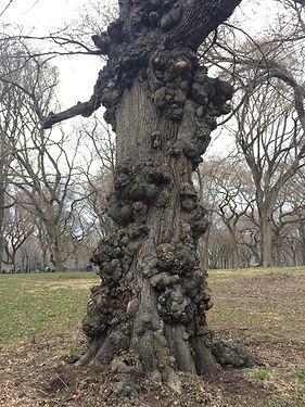 tree.jpg