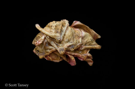 Shoebox Conversations: Scott Tansey