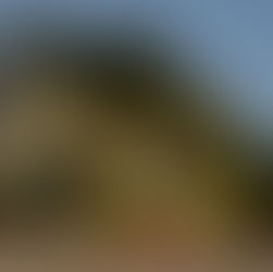 Bahrain: The Misterious Tree of Life