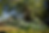 israel garden.png