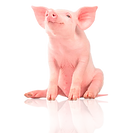 Chanchito EC9004 VET.png