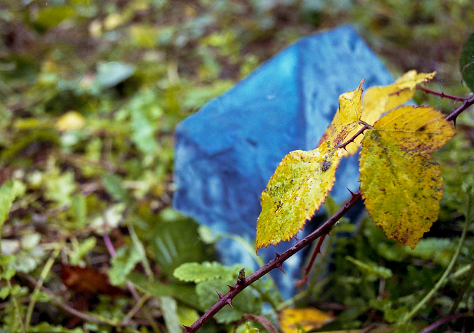 leaf, oof house edit.tif