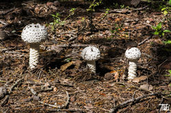 Au Coeur de la Nature (4)