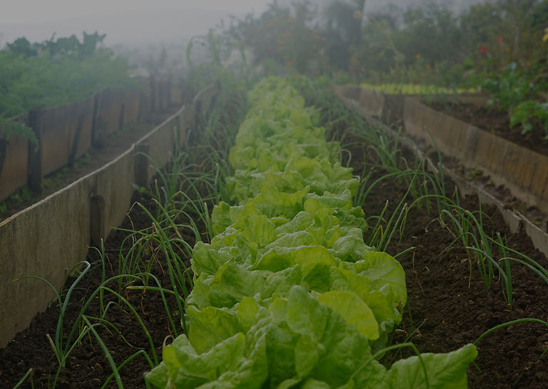 Organic Home Garden_edited.jpg