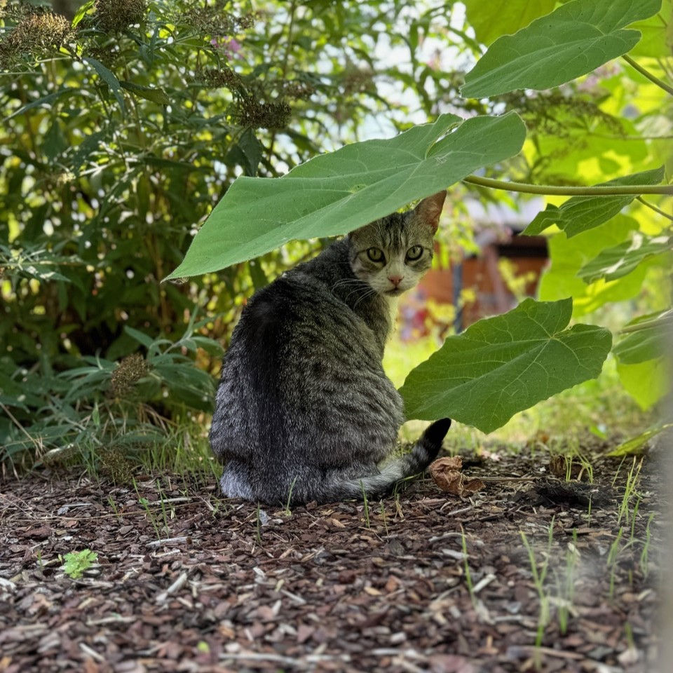 Nala auf Entdeckungstour