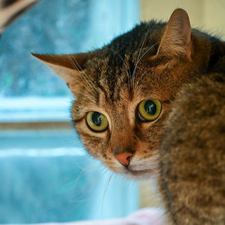 Amaretto