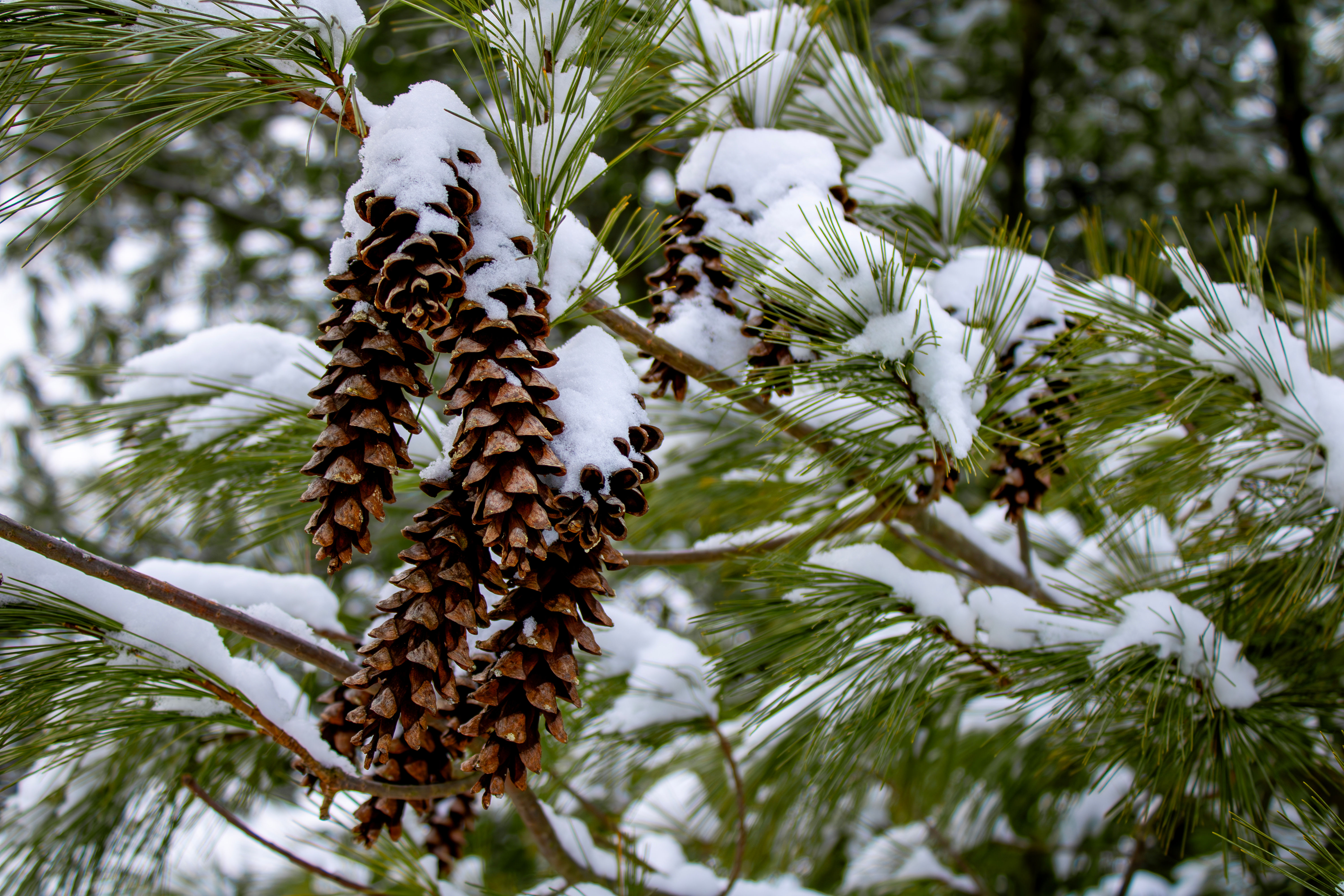 Winter Pine 01