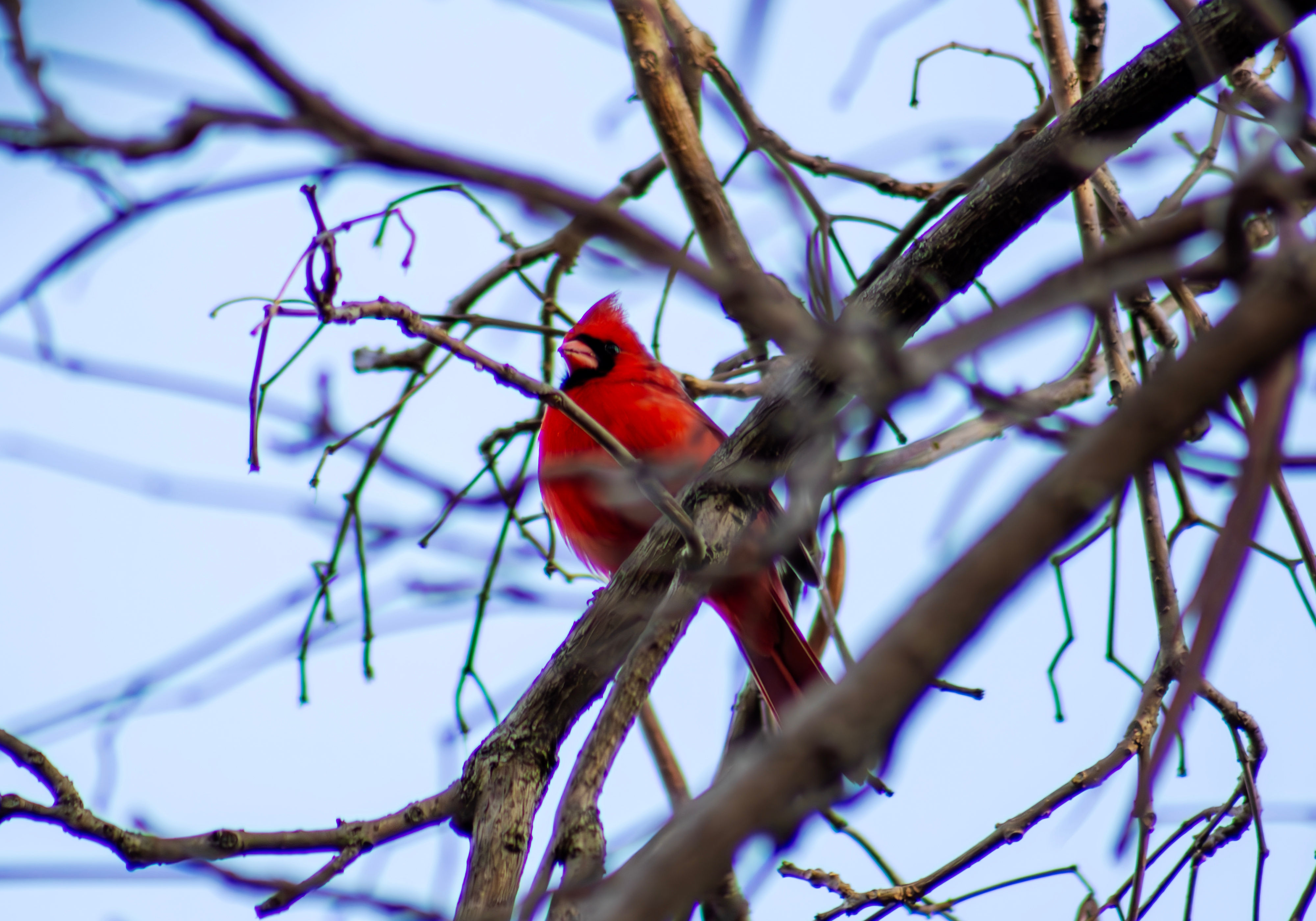 Cardinal 05
