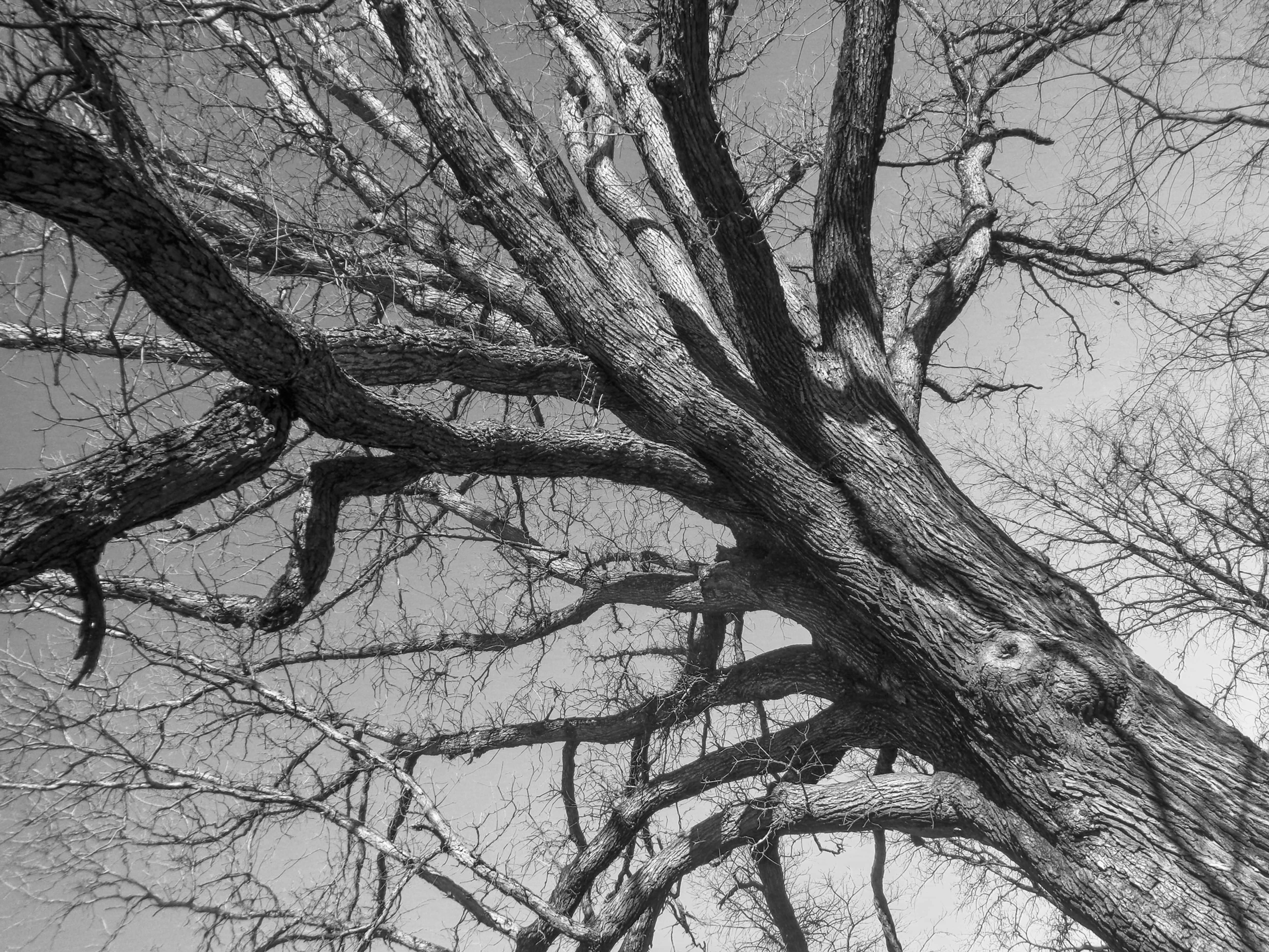 Swamp Oak Wolf Tree - Black & White