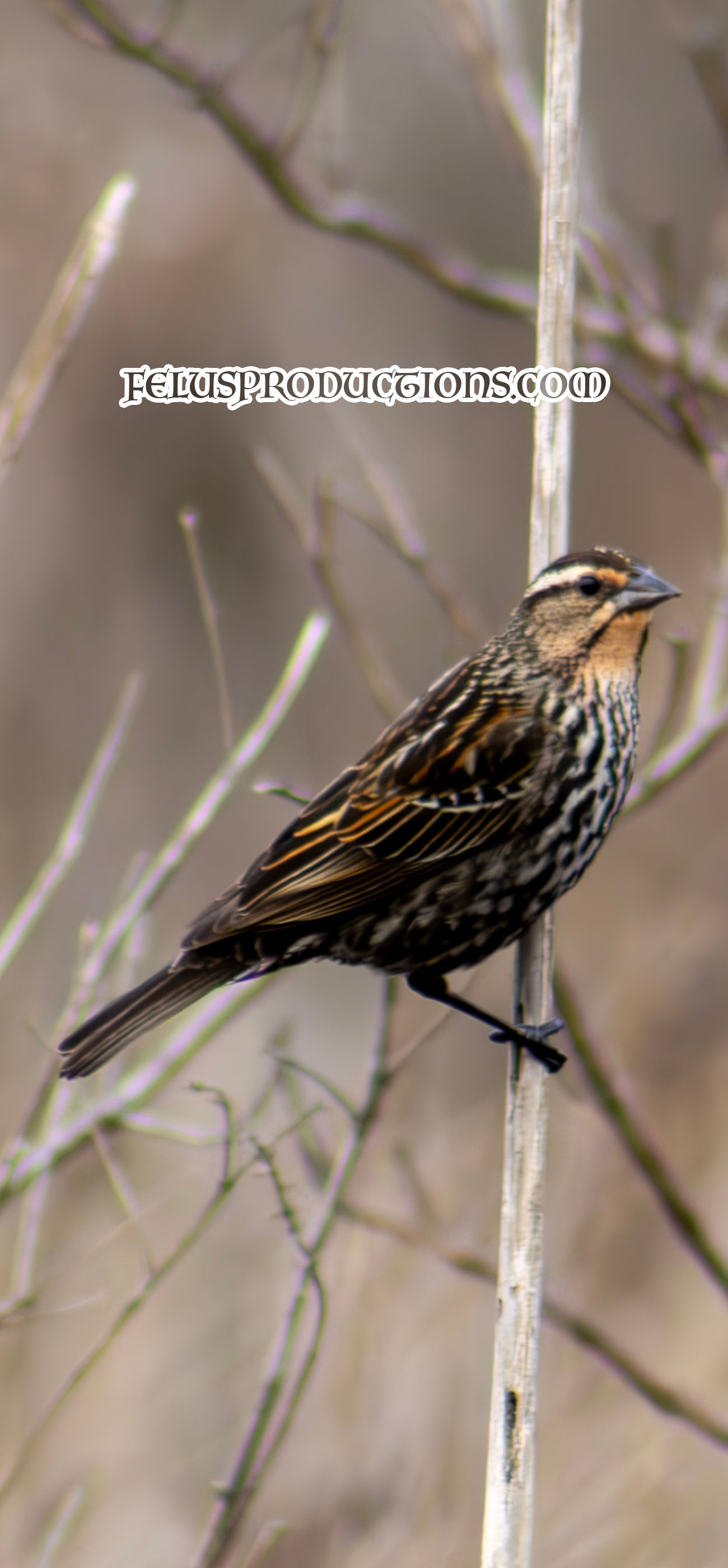 Redwinged Blackbird - 03 - Female - Wallpaper