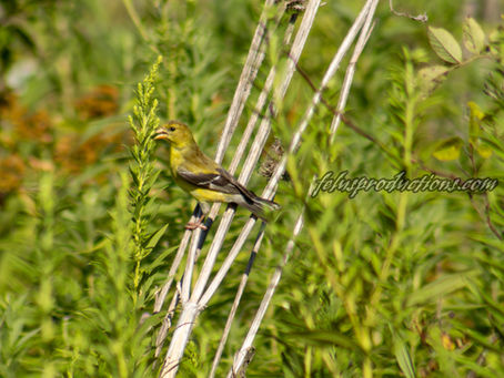 Golden Finch