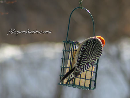 The Amazing Red Bellied