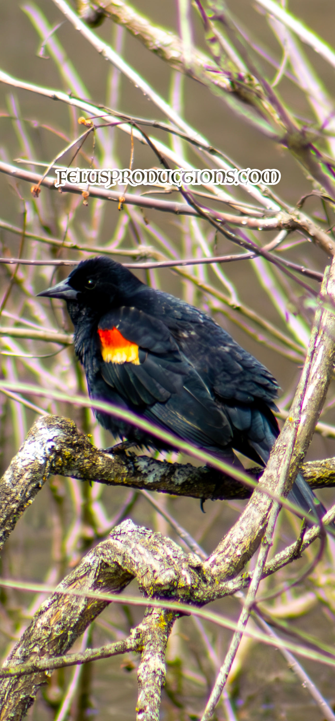 Redwinged Blackbird - 05 - Wallpaper