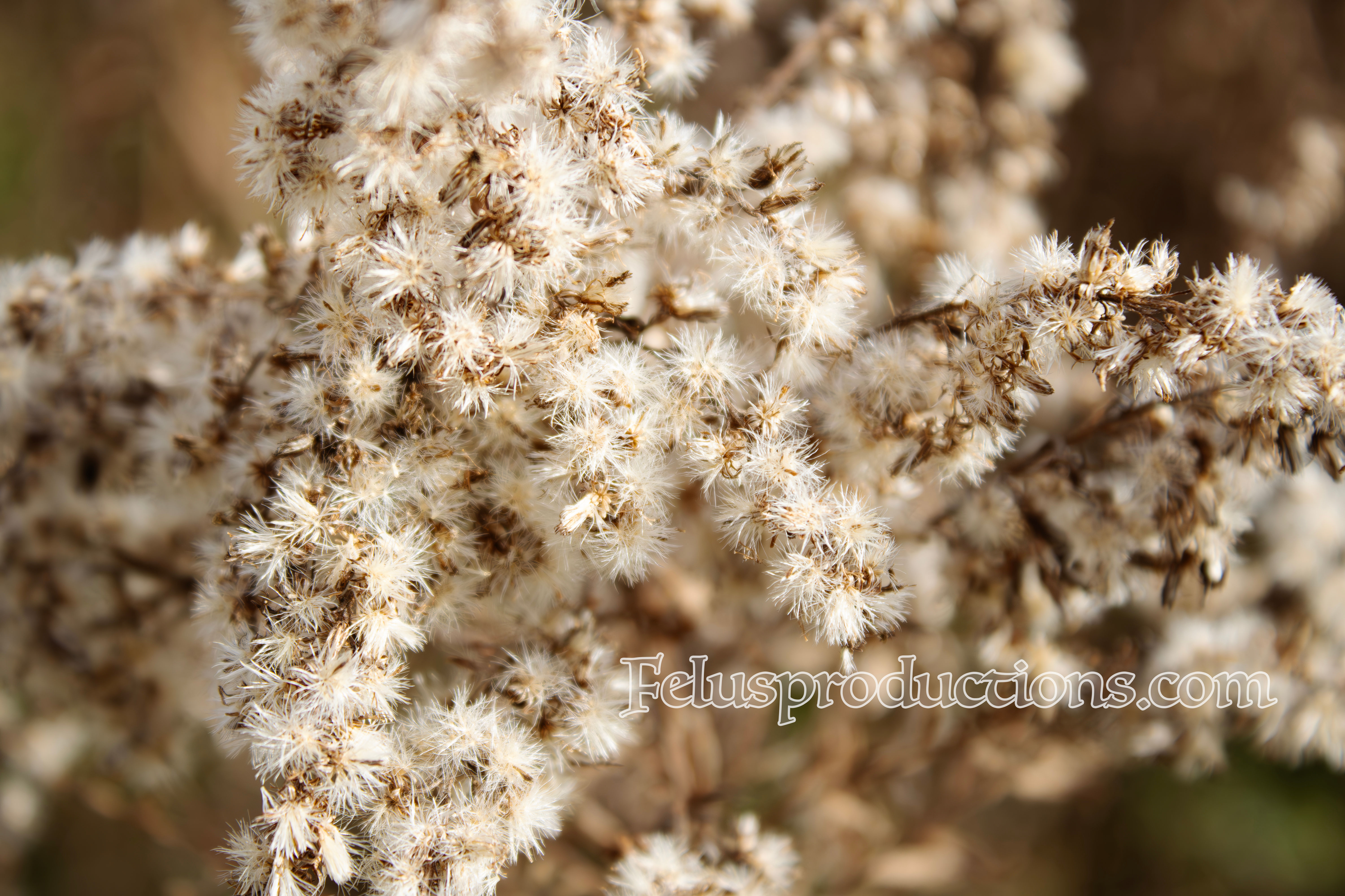 November Grass 03 - Screen Saver