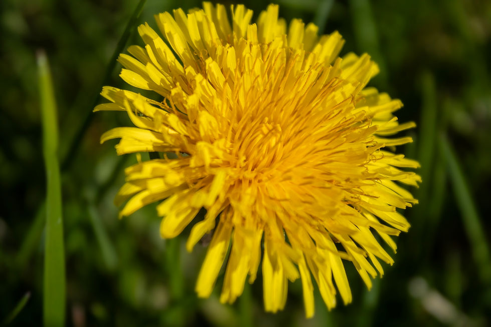 Dandelion 1