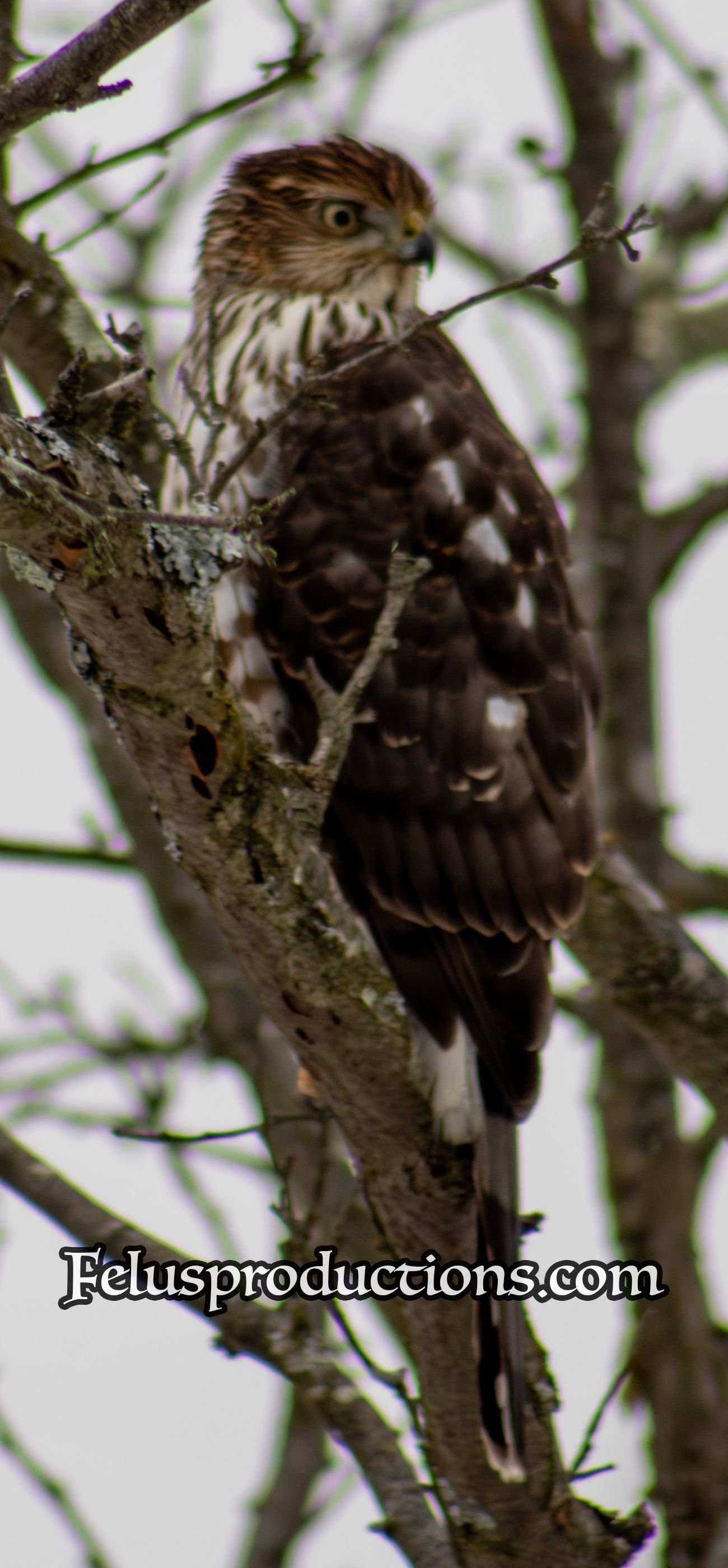 Coopers Hawk - 02 - Wallpaper