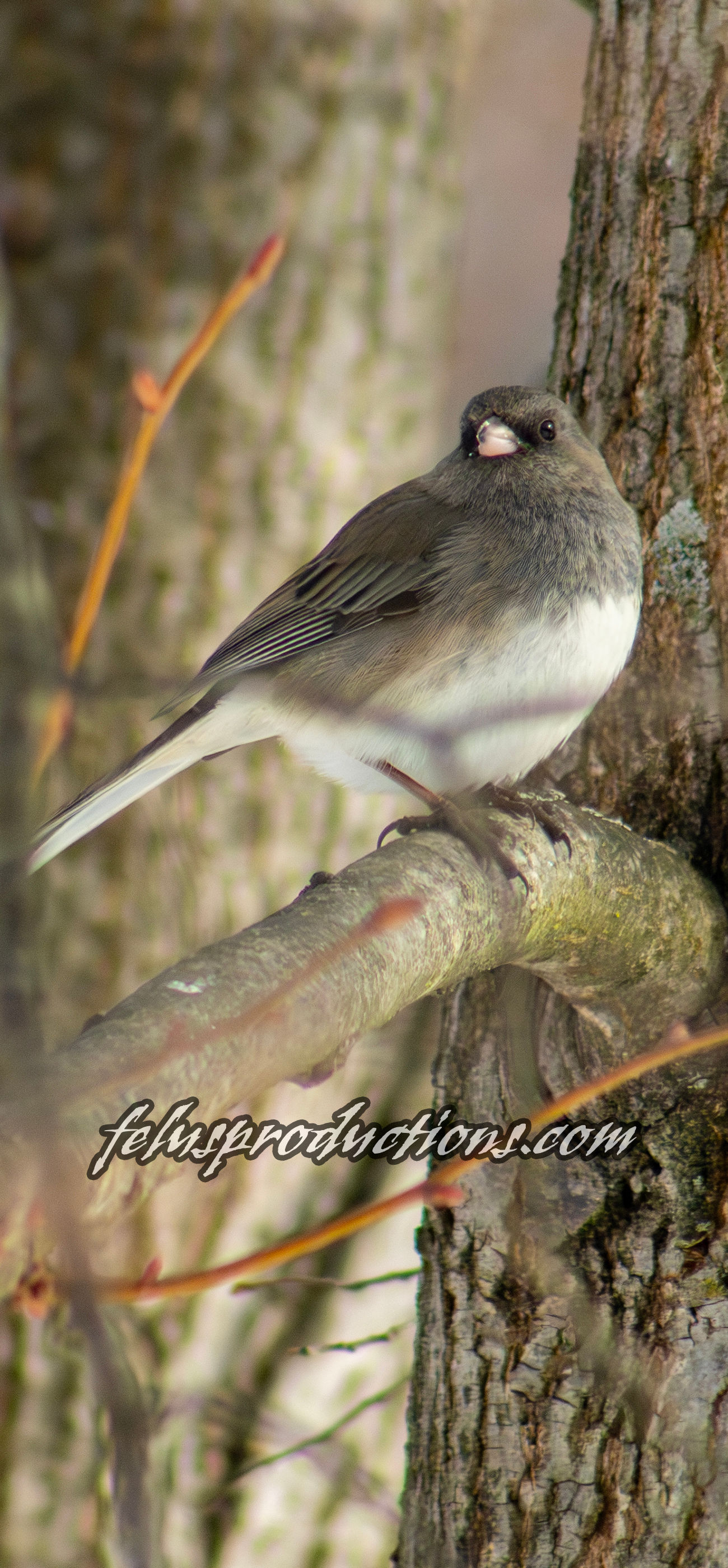 Junco Royalty - Wallpaper