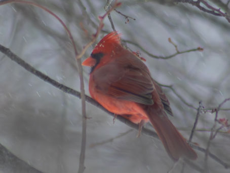 Cardinal 6 of 6