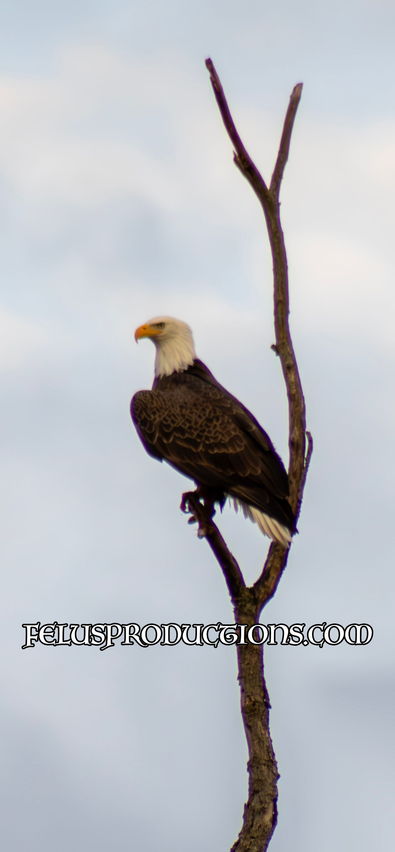 Bald Eagle 02 - Wallpaper
