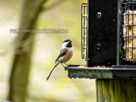 Black-Capped Chickadee