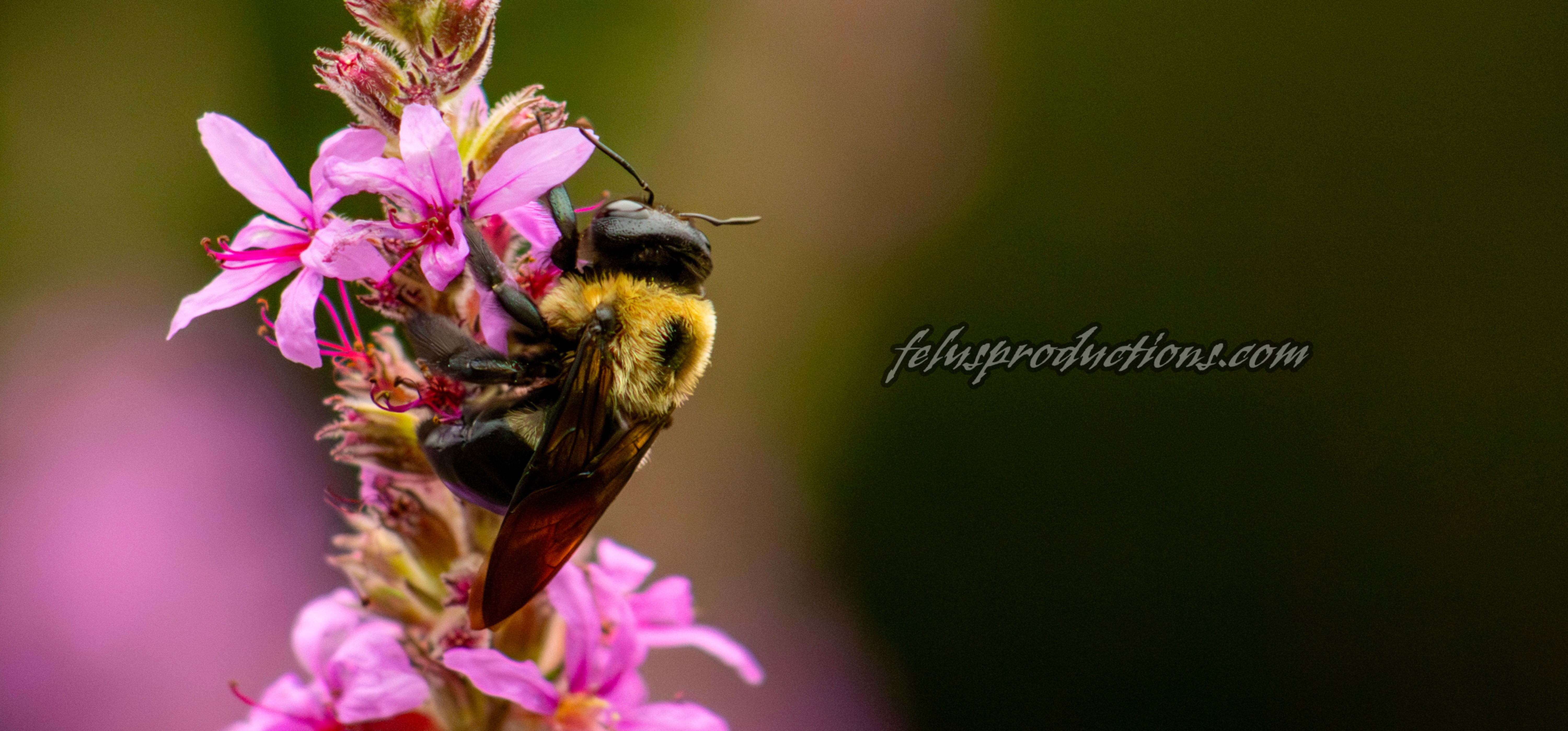 Bumble Bee  - 12 - Screen Saver