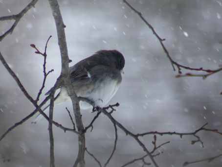 Ground-Feeding Etiquette