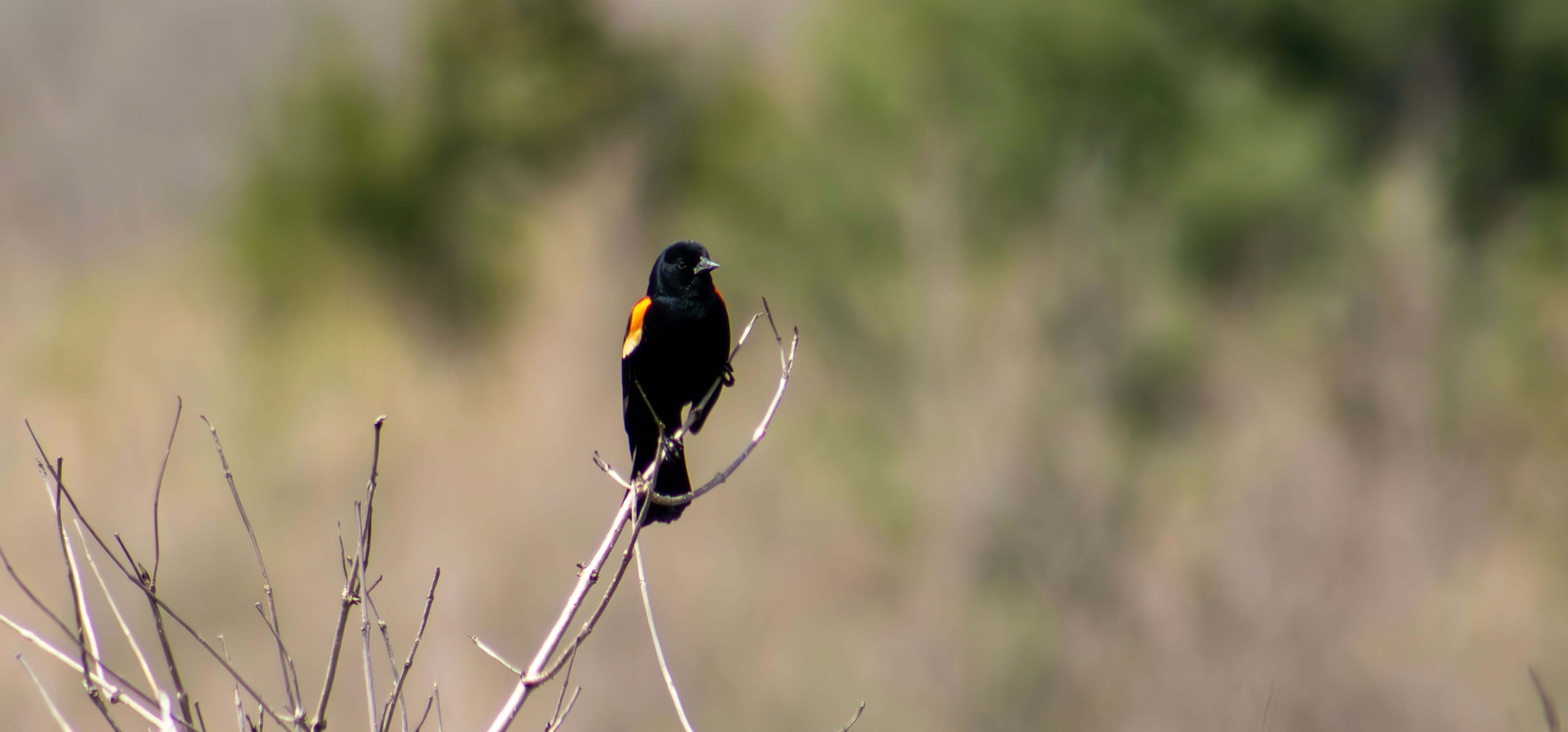 Redwinged Blackbird - 01
