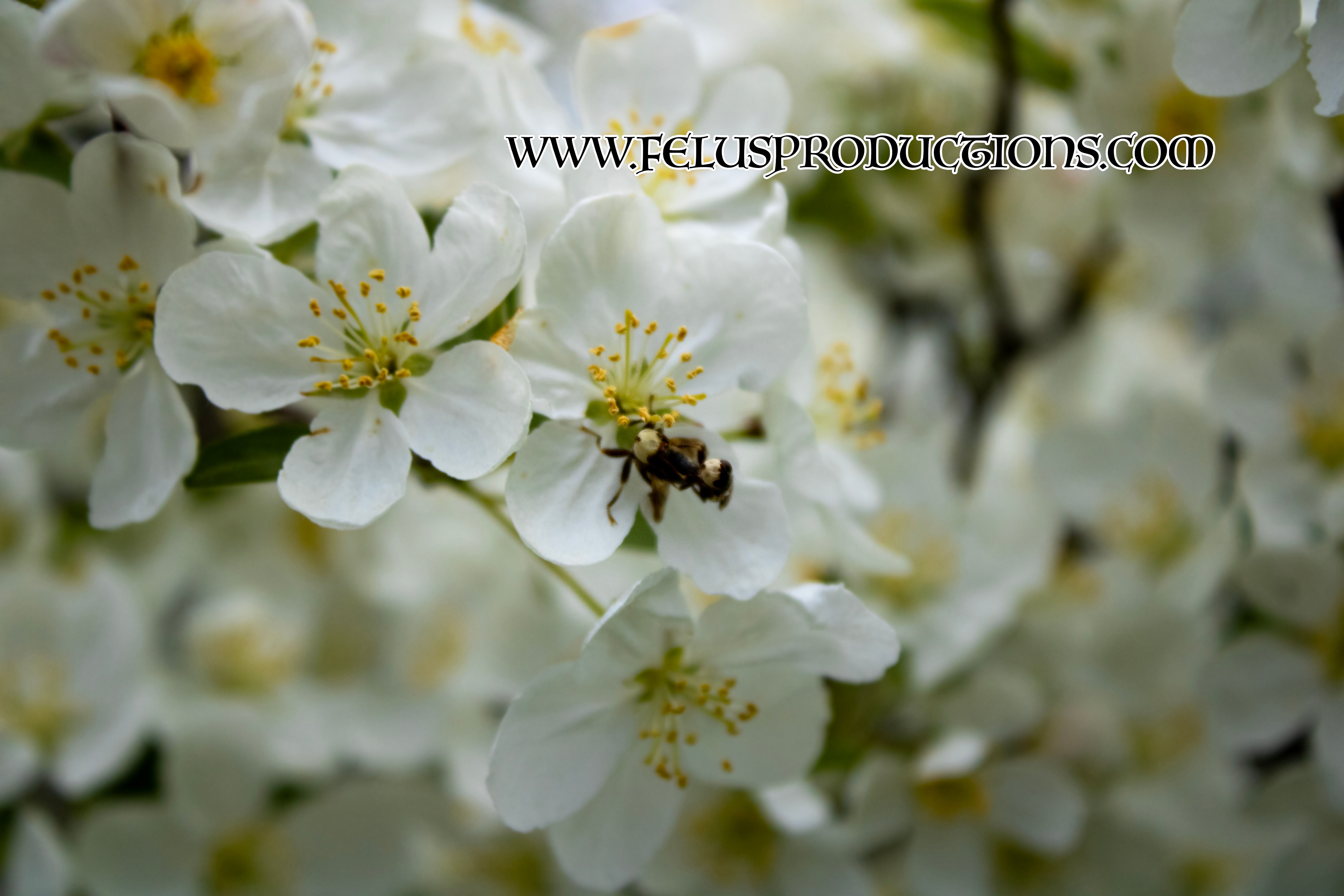 Bee 3 - Screen Saver