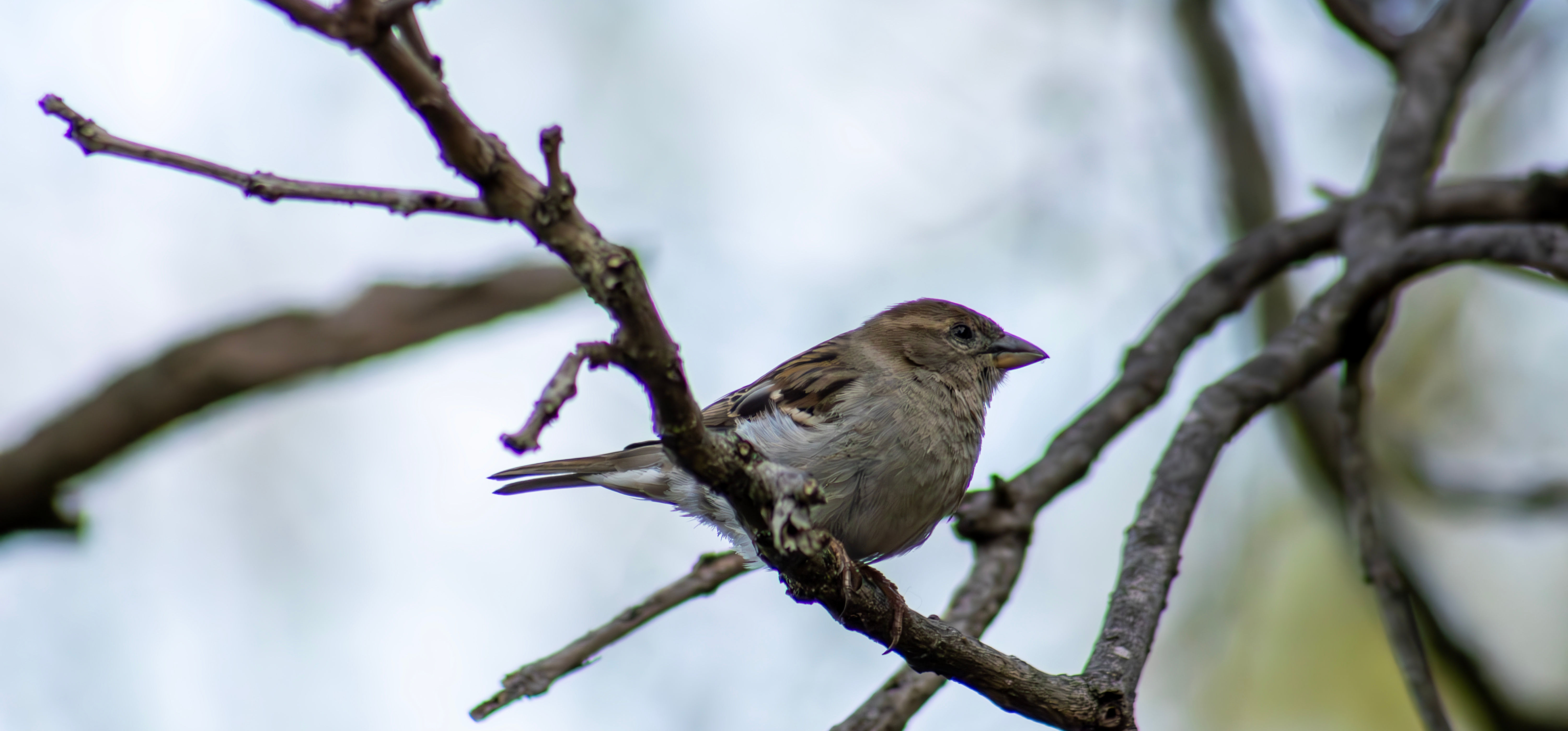 House Sparrow - 01 - Female