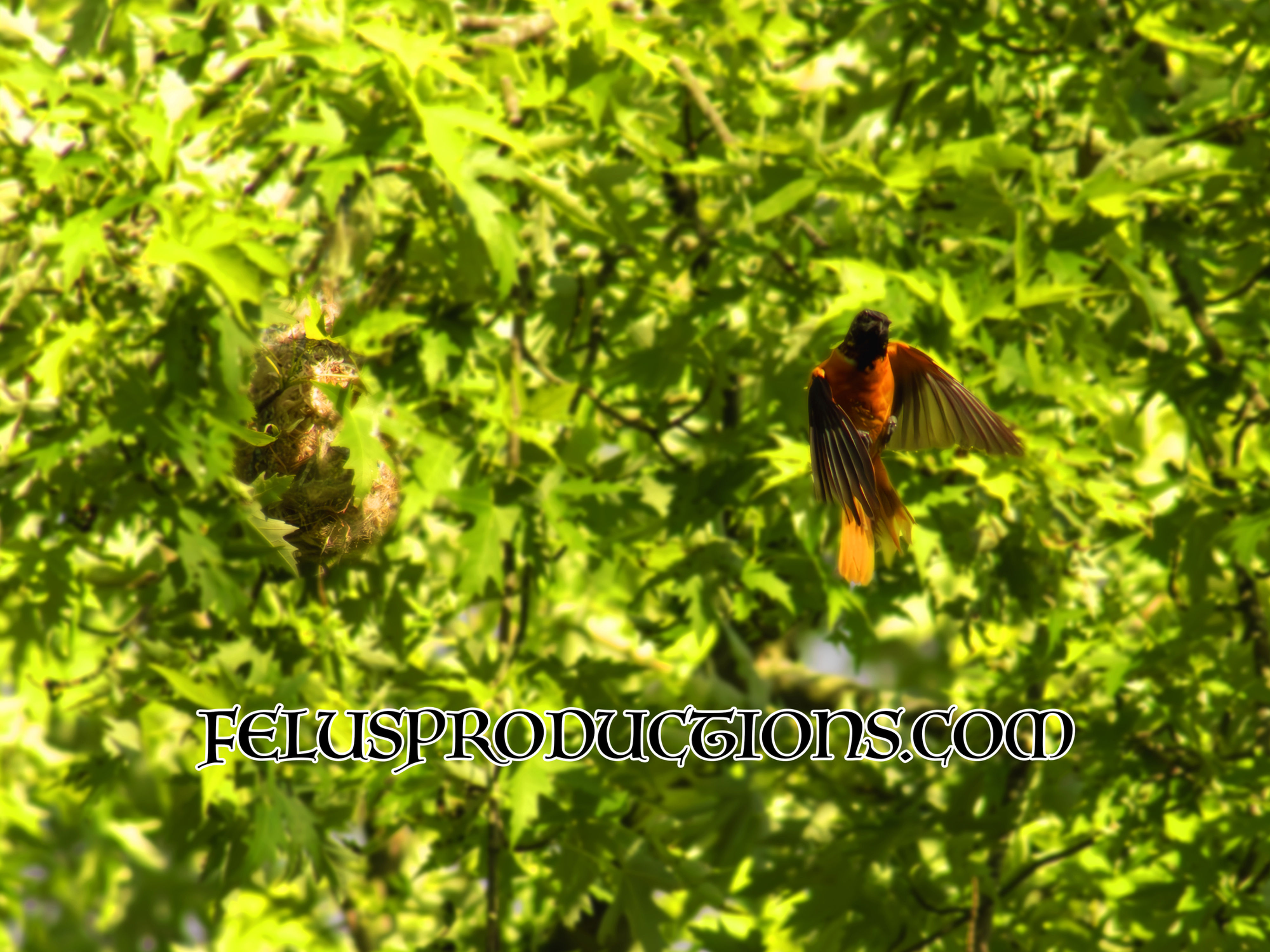 Oriole Flight - Screen Saver