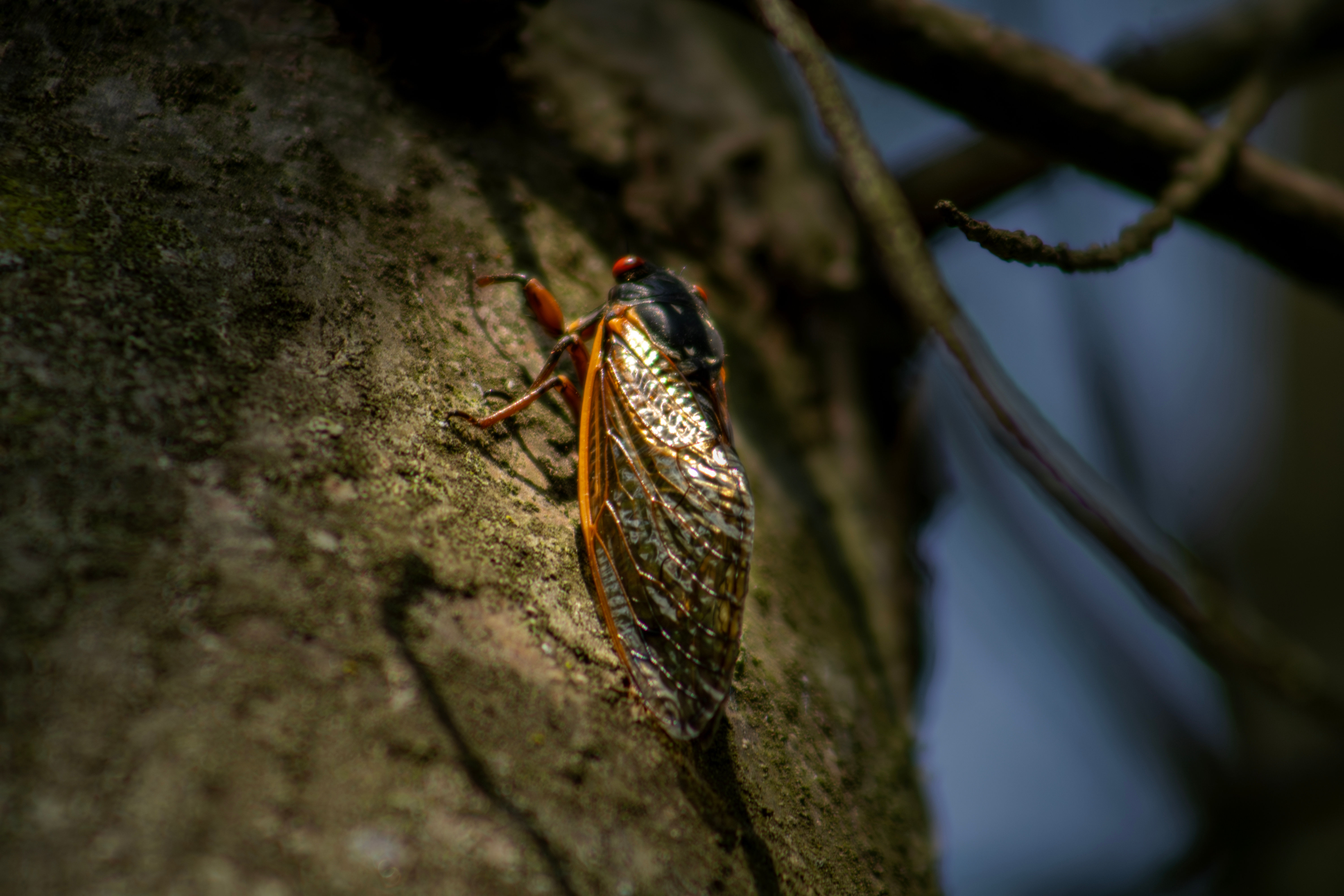 Darkness of Day - 04 - Cicada