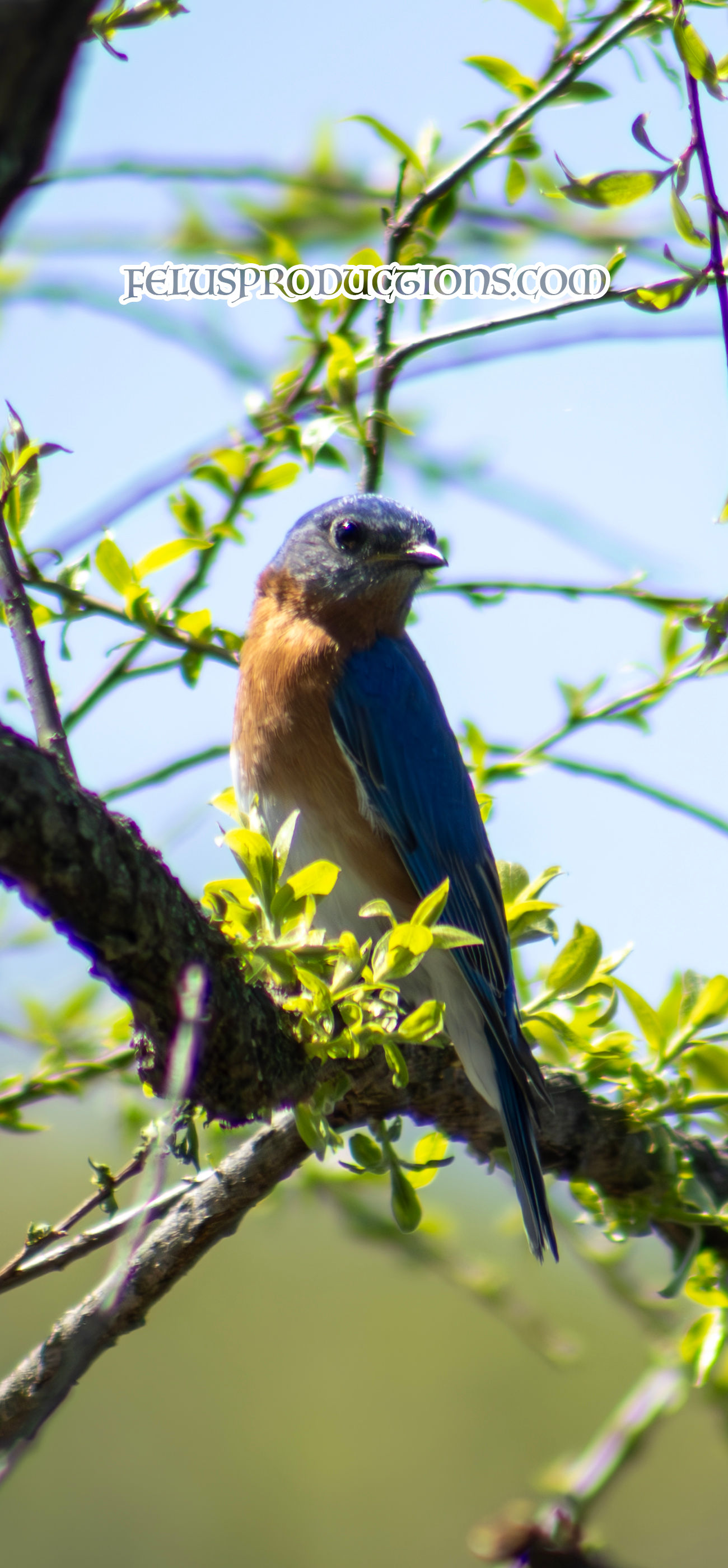 Eastern Bluebird Male - 01 - Wallpaper