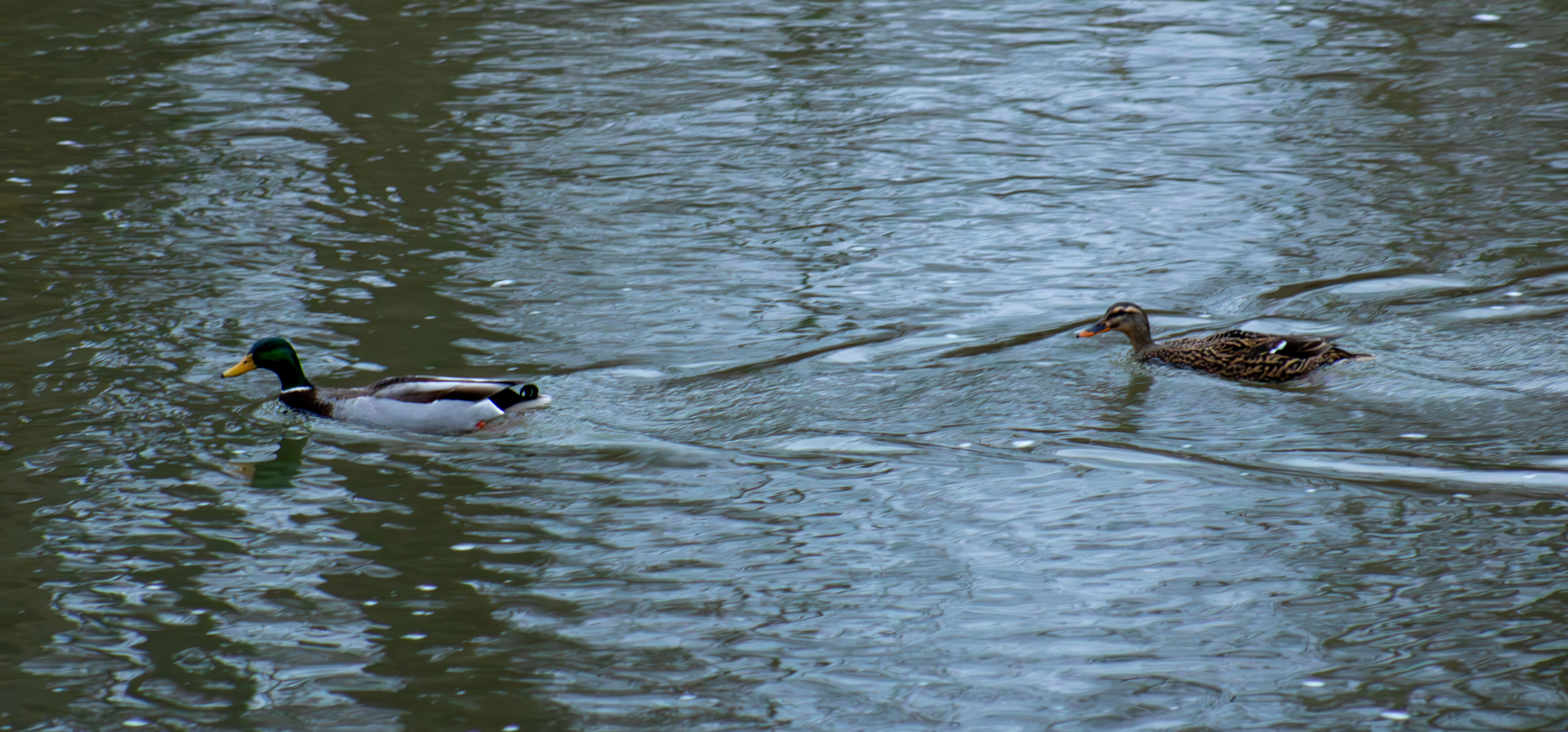 Mallard Ducks 01