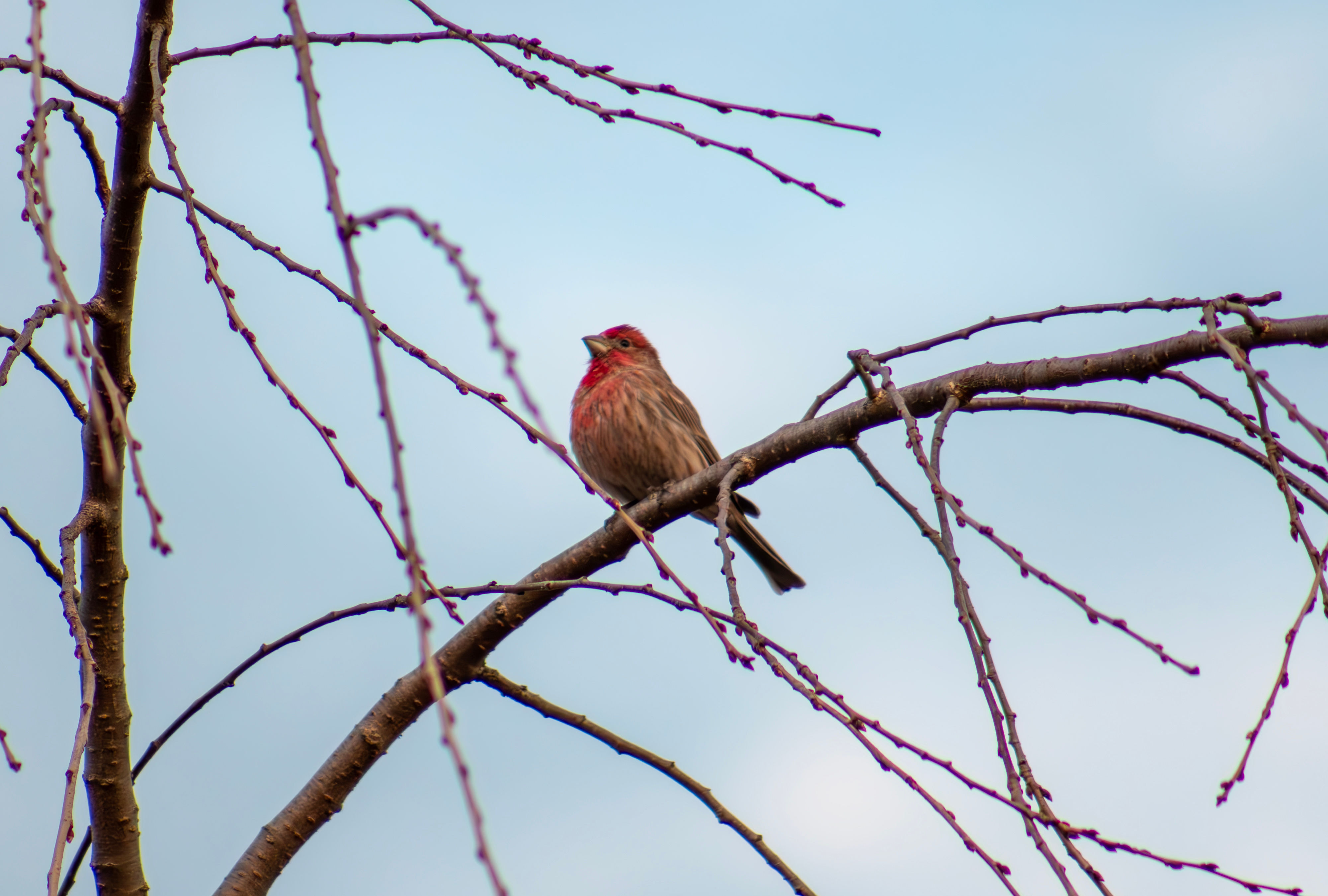 House Finch 01