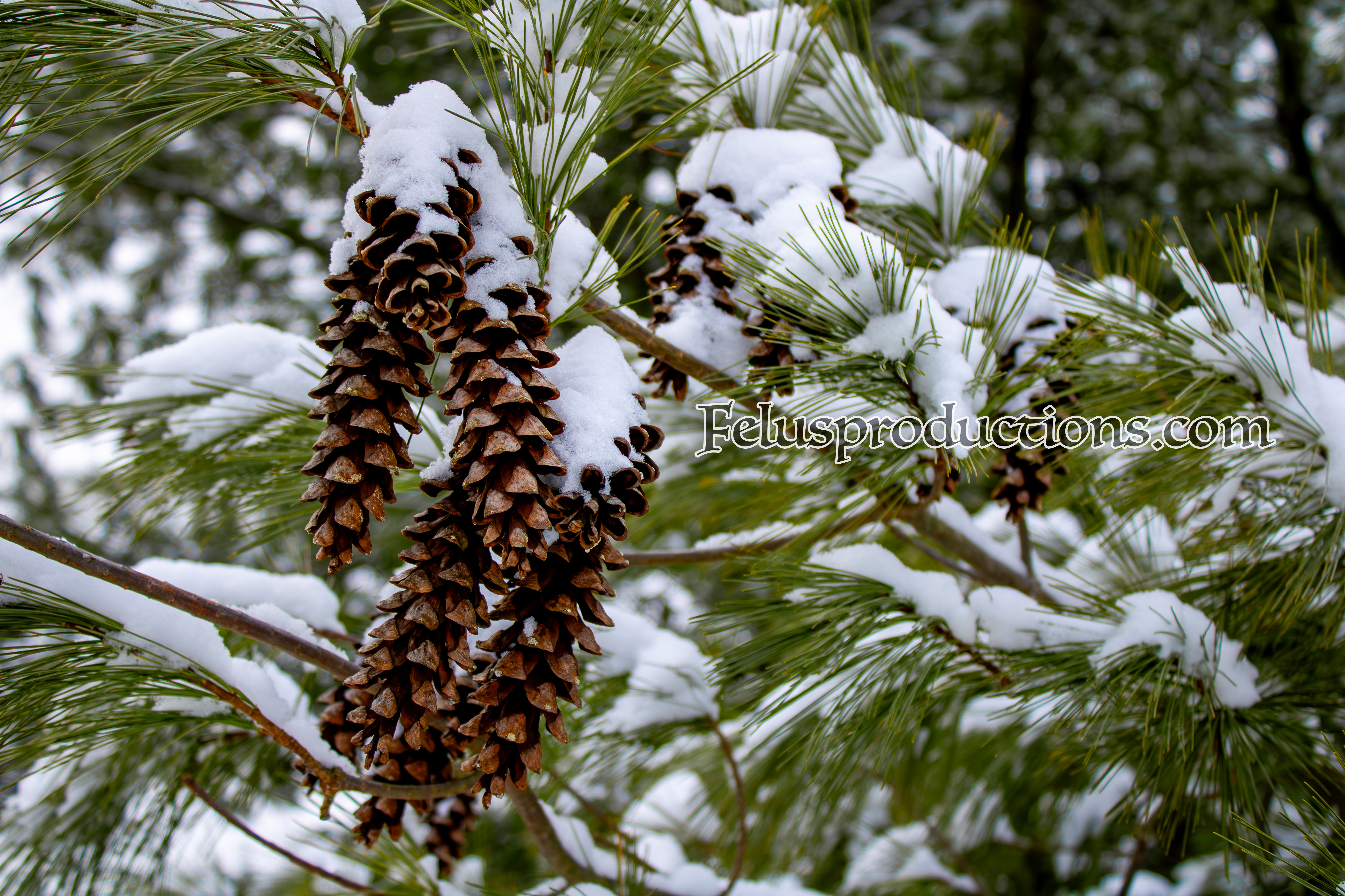 Winter Pine 01 - Screen Saver