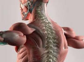 ANATOMIE