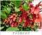 アメリカデイゴ Erythrina crista-galli 608.jpg