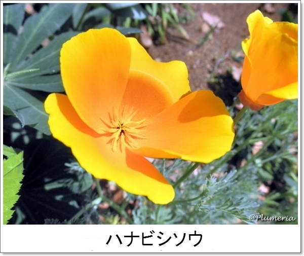 ハナビシソウ