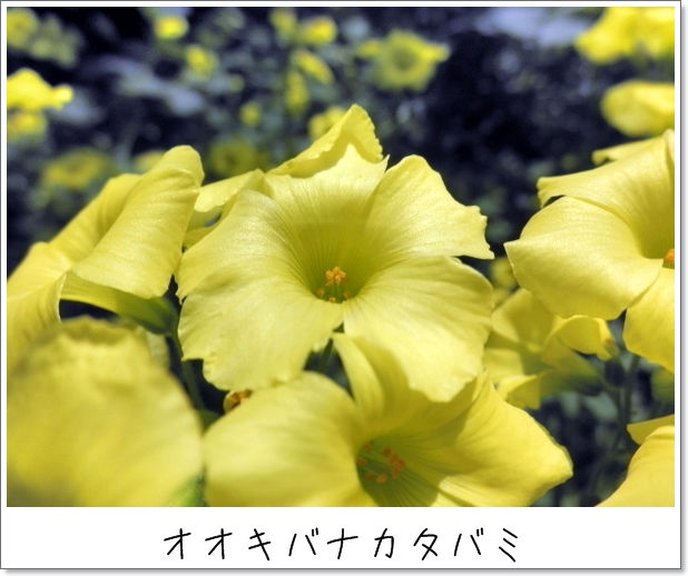 オオキバナカタバミ