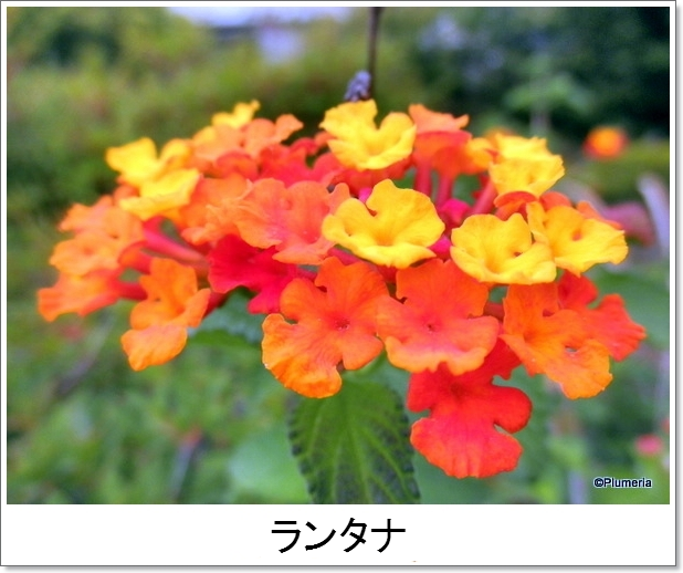 ランタナ