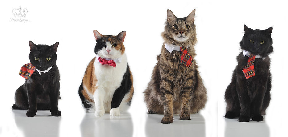 Cat_photo_four_cats_portrait_christmas_p