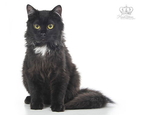 Classic_photo_of_black_cat_in_Anchorage_
