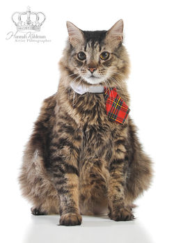 Gorgeous_maine_coon_portrait_Anchorage_Alaska_Eagle_River_pet_photographer_Hannah_KÃ¥hlman_Artist_Pho