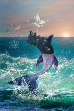 Fine_Art_Mermaid_dog_photo_fantasy_dog_p