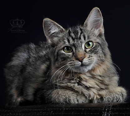 Fine_Art_portrait_of_cat_in_studio_Ancho