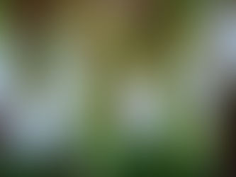 Snowdrops - Signs of Hope