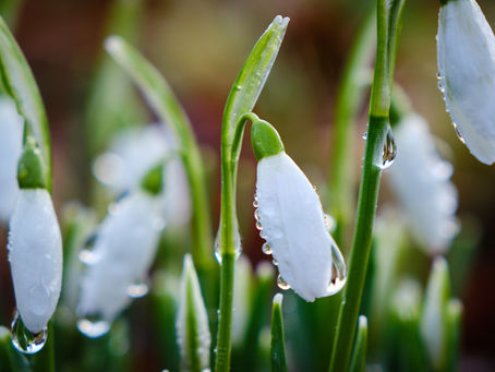 Snowdrops - Signs of Hope