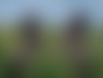 Photographing Konik Ponies