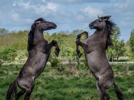 Photographing Konik Ponies